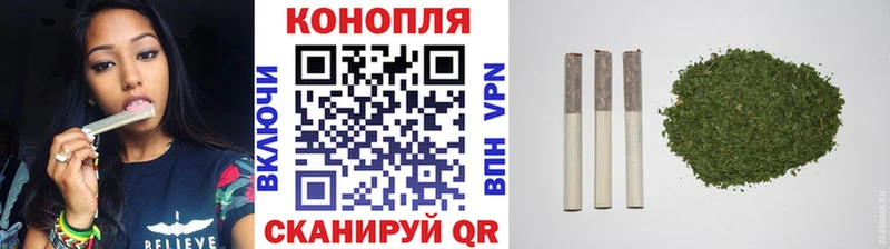 где найти   Мышкин  Каннабис индика 